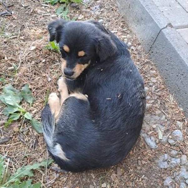Georgia💕 liebe und sehr freundliche kleine Hündin.
