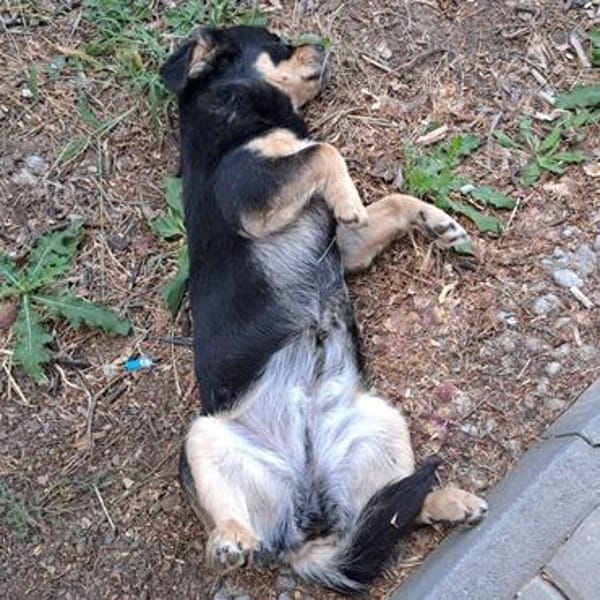 Georgia💕 liebe und sehr freundliche kleine Hündin.