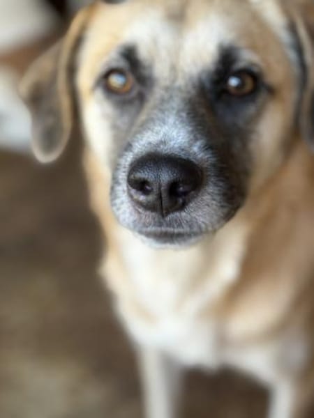 Nancy, Traumhündin sucht ihre Familie 🐾