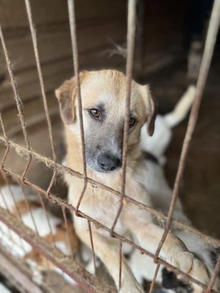 Nancy, Traumhündin sucht ihre Familie 🐾