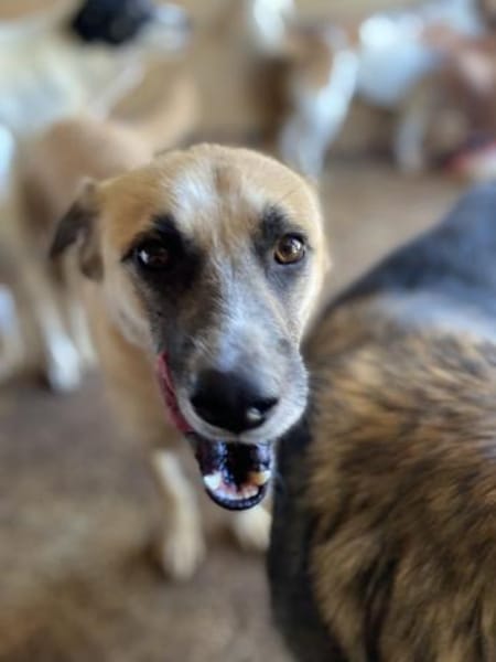 Nancy, Traumhündin sucht ihre Familie 🐾