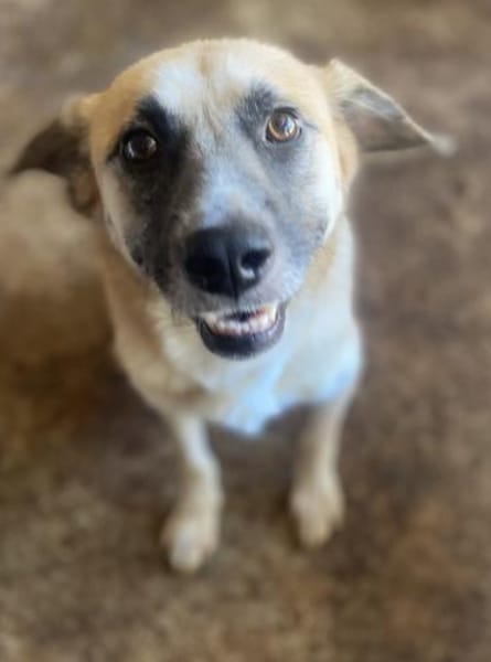 Nancy, Traumhündin sucht ihre Familie 🐾