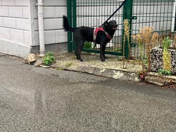 Danny💙 sucht ein neues Zuhause