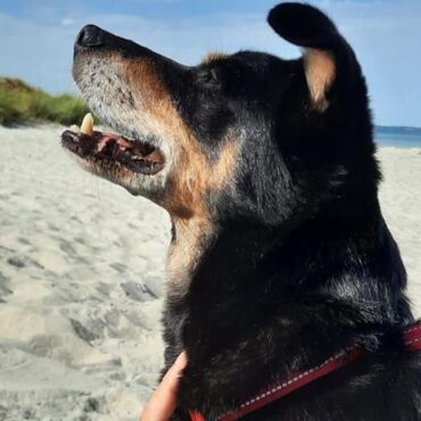 NUTELLA💕 sanfter &liebenswerter Senior möchte heim
