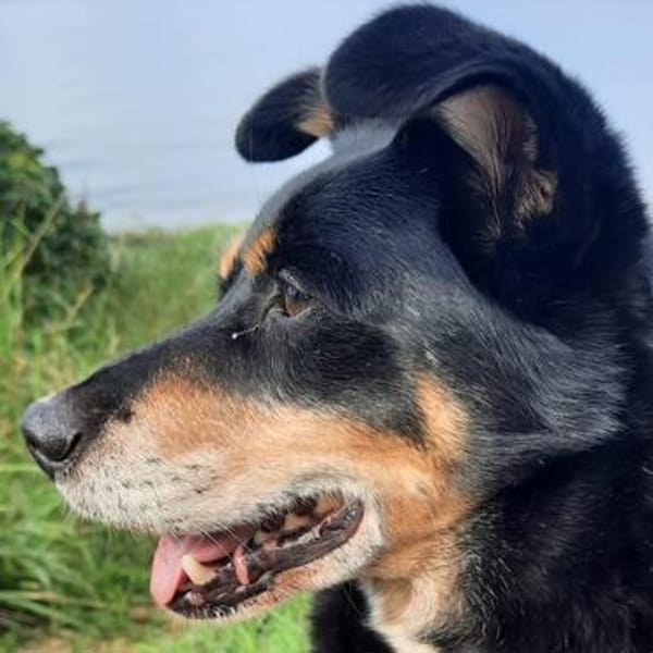 NUTELLA💕 sanfter &liebenswerter Senior möchte heim