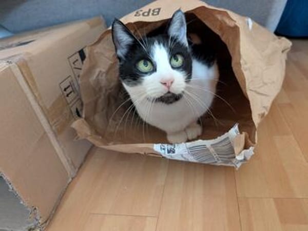 Felix sucht sein Für-Immer-Zuhause