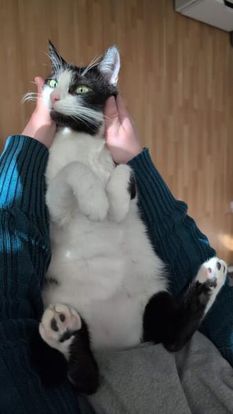Felix sucht sein Für-Immer-Zuhause
