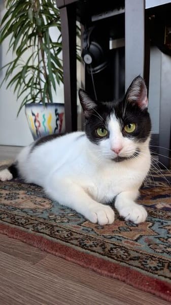 Felix sucht sein Für-Immer-Zuhause