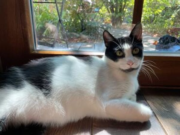 Felix sucht sein Für-Immer-Zuhause