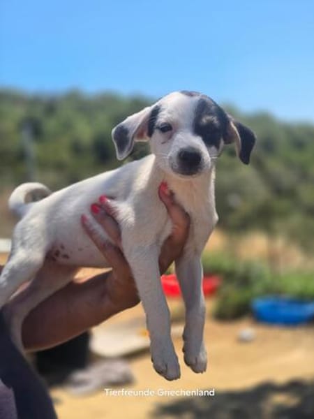 Pippa