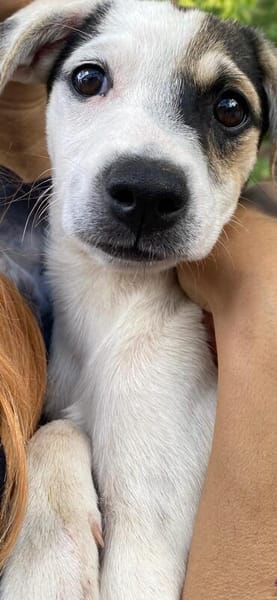 Pippa