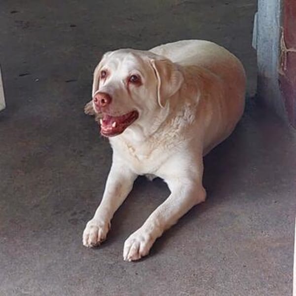 JESSY- Labrador sucht neues Zuhause
