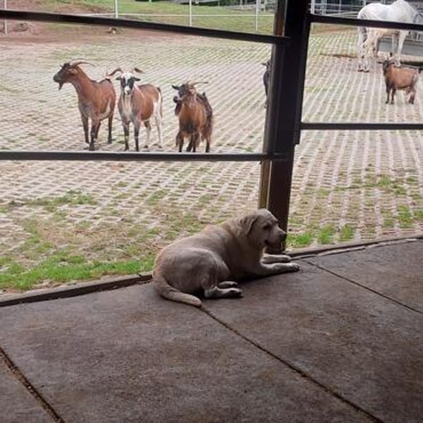 JESSY- Labrador sucht neues Zuhause
