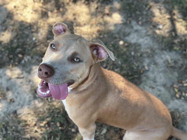 luna
