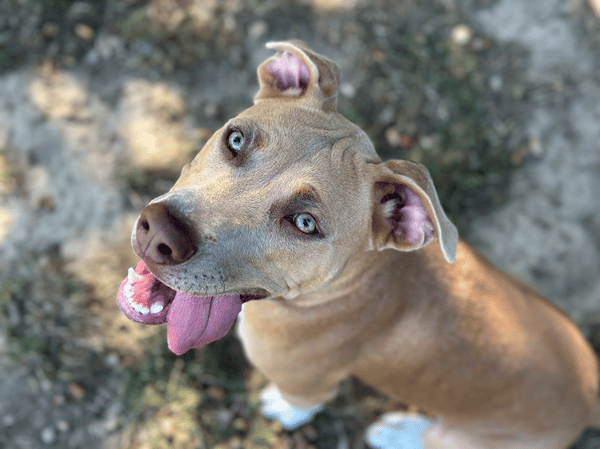 luna