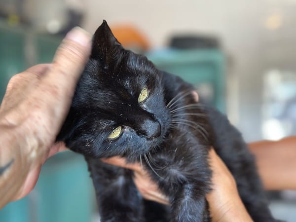 NYX