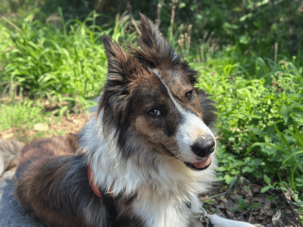 GASTON