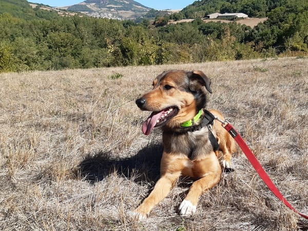 Louba