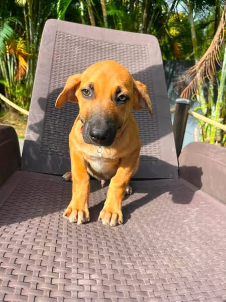 Haut les mains, BANDIT en vue !