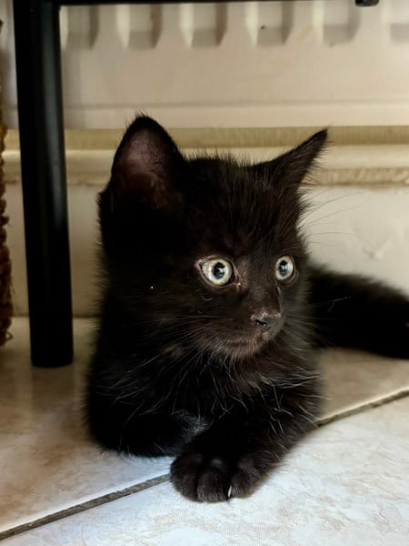 Minnie