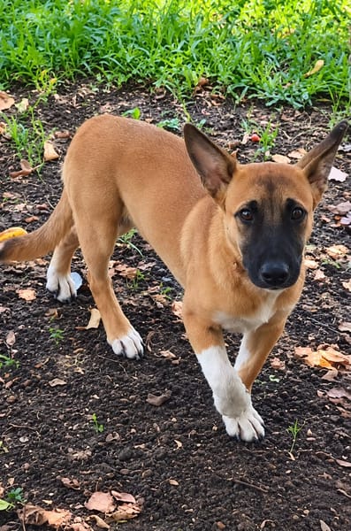 Isis la mini croisée malinoise
