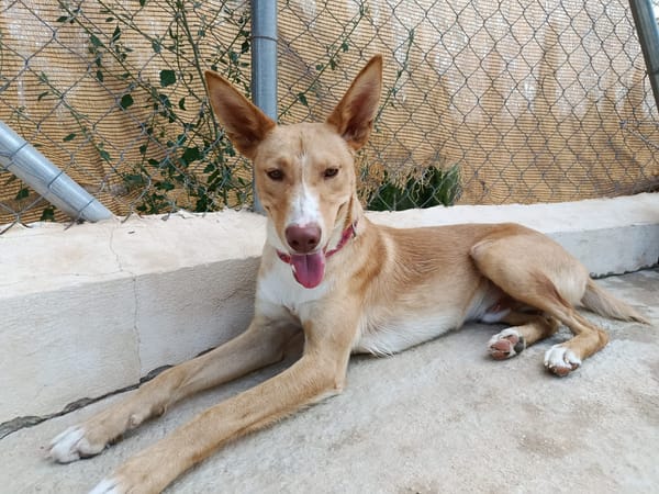 SIROCCO (Union Animal)