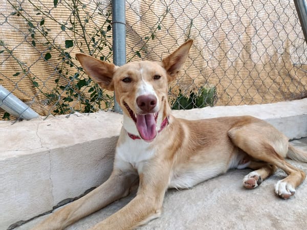 SIROCCO (Union Animal)