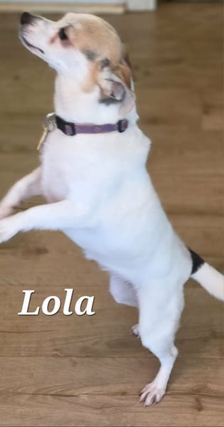 LOLA