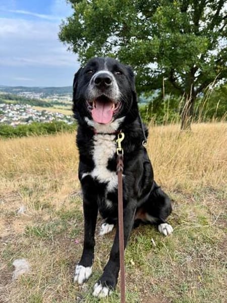 Toller Cody sucht seine Menschen