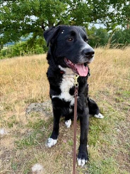 Toller Cody sucht seine Menschen