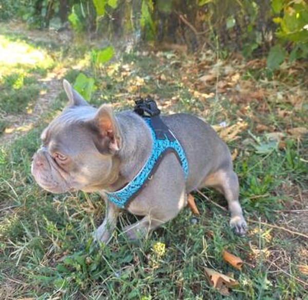 Französisches Bulldoggen Mädchen