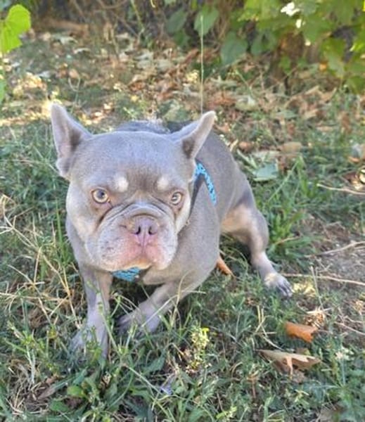 Französisches Bulldoggen Mädchen