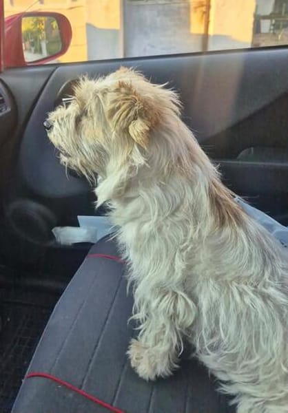 Chara ein norfolk Terrier Mix