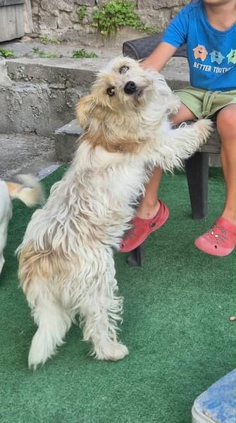 Chara ein norfolk Terrier Mix