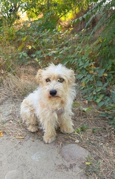 Chara ein norfolk Terrier Mix