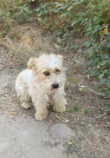 Chara ein norfolk Terrier Mix