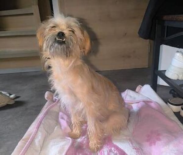 FRIDA - wünscht sich sehnlichst ein Zuhause