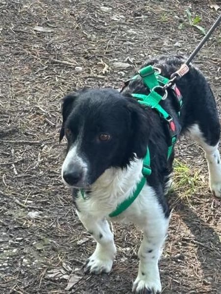 Kleiner Sparky möchte endlich ankommen