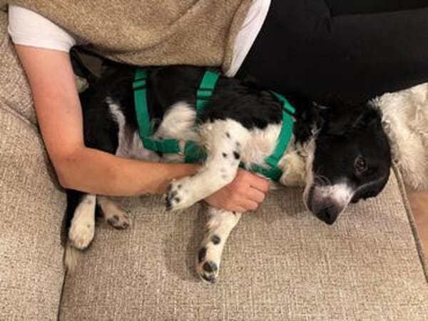 Kleiner Sparky möchte endlich ankommen