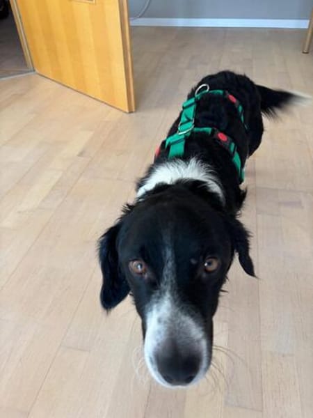 Kleiner Sparky möchte endlich ankommen