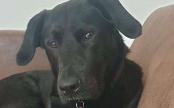 Zuhause gesucht für John Boy