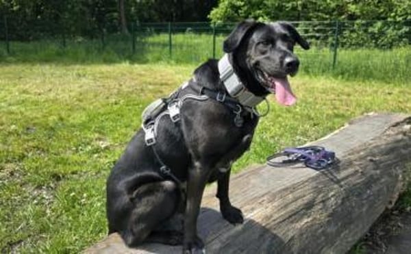 Zuhause gesucht für John Boy