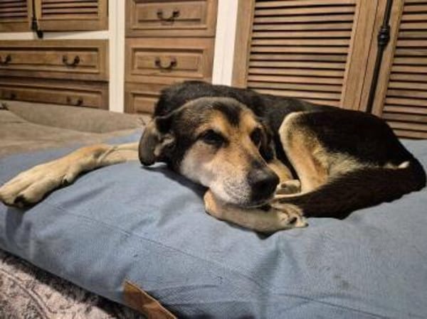 Hundeopi SPIKE