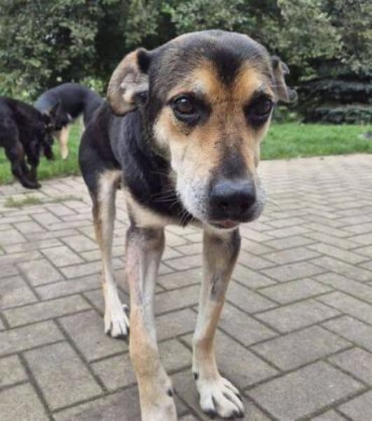 Hundeopi SPIKE