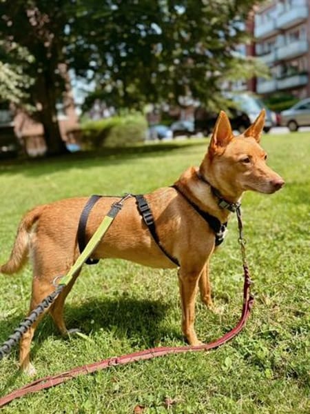 Lola kleine Podena sucht ihr Zuhause für Immer