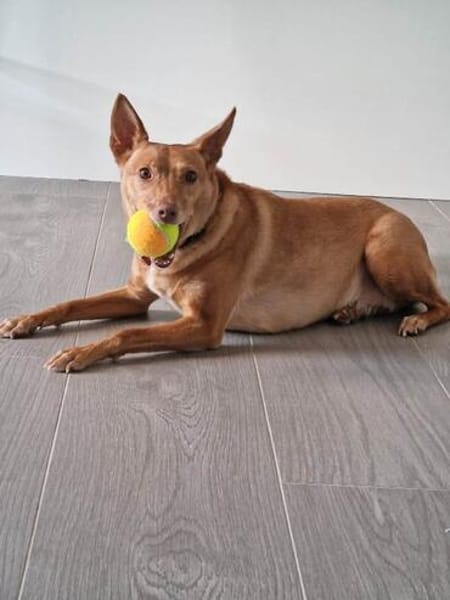 Lola kleine Podena sucht ihr Zuhause für Immer