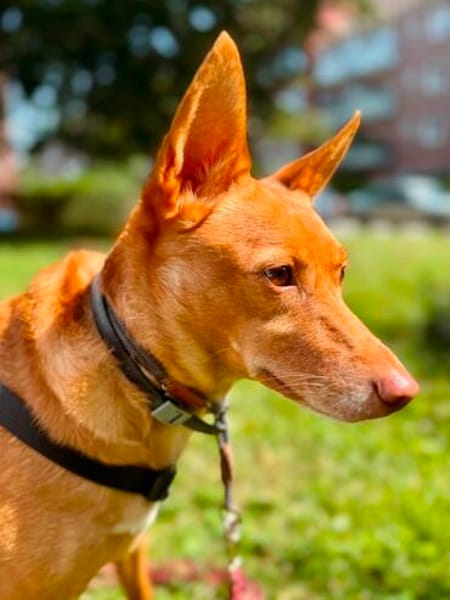 Lola kleine Podena sucht ihr Zuhause für Immer