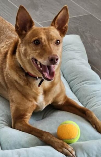 Lola kleine Podena sucht ihr Zuhause für Immer