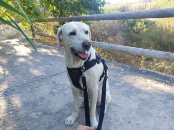 Jerry, liebenswerter Hundemann, ca.9 Jahre