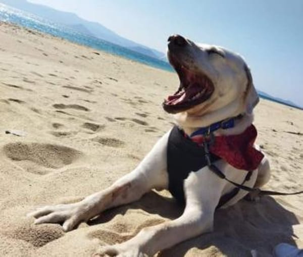 Jerry, liebenswerter Hundemann, ca.9 Jahre